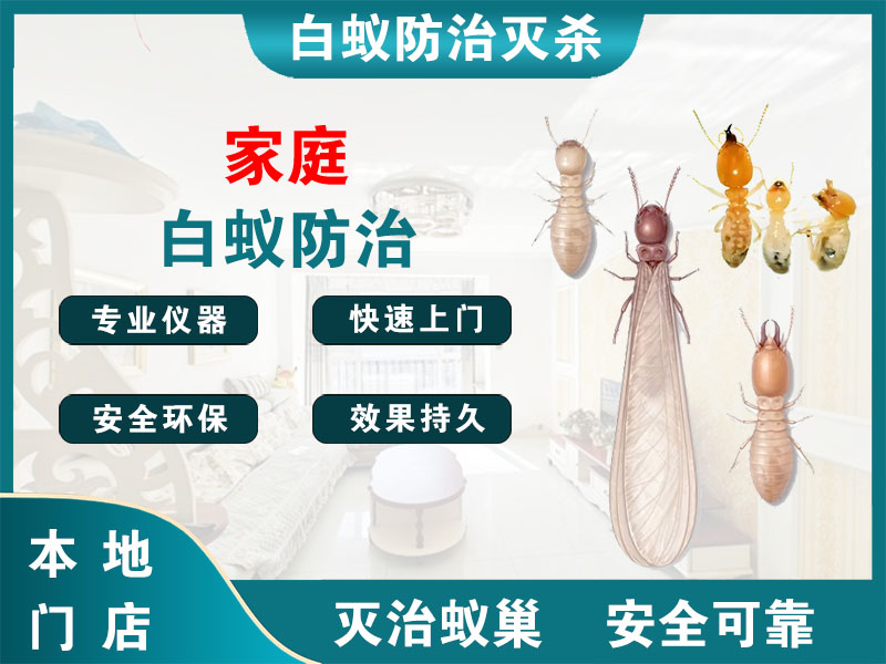 嘉善家庭白蚁防治